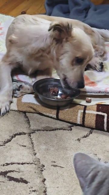 Снежок научился кушать жидкий корм из миски