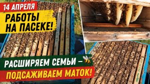 14 апреля. Работы на пасеке. Расширяем семьи - подсаживаем маток!