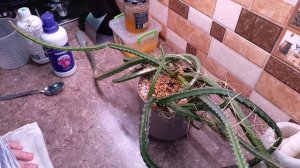 Немного из жизни одного суккулента.