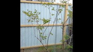 Прогулка. Виды из окон дома моего.