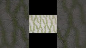 Биология 7 класс. Параграф 6. Отдел Моховидные.