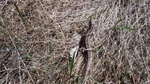 Поход за травой