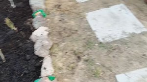 ВЫСАДИЛА РОЗЫ, ПОСЕЯЛА 🥬🍎РЕДИС. .