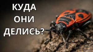 Куда пропали клопы-солдатики? Правда, которую никто не замечает