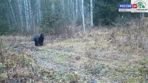 20 лет назад в Костромской области появился 101-й заповедник России – «Кологривский лес»