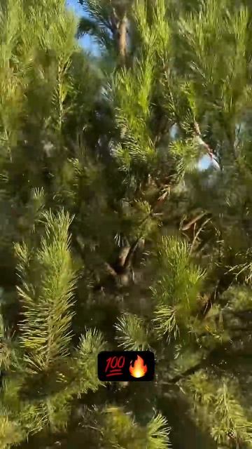 Лучшие Сосны  у нас / Качество Топ / Питомник Нальчик КБР #ёлки #туи #самшит #сад #красота #сосна