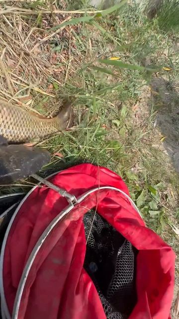 Крупный улов #рыбалка #рыбалканасазана #карповаяловля #пруд #природа #отдых #рыба #сазан #карп