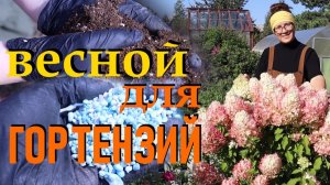 После этой подкормки гортензия отблагодарит пышным цветением