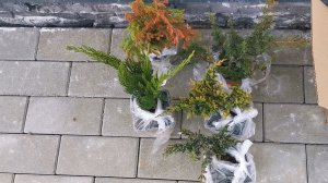 Прибавление в саду: новые хвойные малыши из Гаршинки. 14.04.2026 восток Ленинградской области