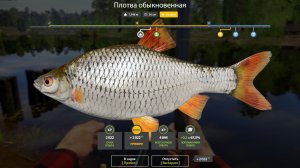 ПЛОТВА ТРОФЕЙНАЯ!!!КОМАРИНОЕ - РУССКАЯ  РЫБАЛКА 4