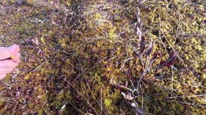 "Жизнь Пенсионера".. Клюкву Собираю На болоте Весной