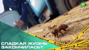 Сладкая жизнь закончилась? На Южном Урале прогнозируют рост цен на мед