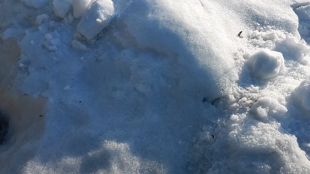 Первый выход на дачу после зимы: пробил проход в сугробах, солнце, весенняя капель, настроение