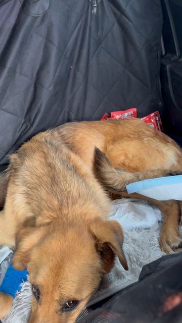 😮 Выброшенные щенки, чтобы выжить, ели землю