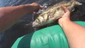 ЛУЧШИЕ МОМЕНТЫ  СЕТОЧНЫХ РЫБАЛОК!СУДАК,НАЛИМ,ФОРЕЛЬ.ЛЕЩ