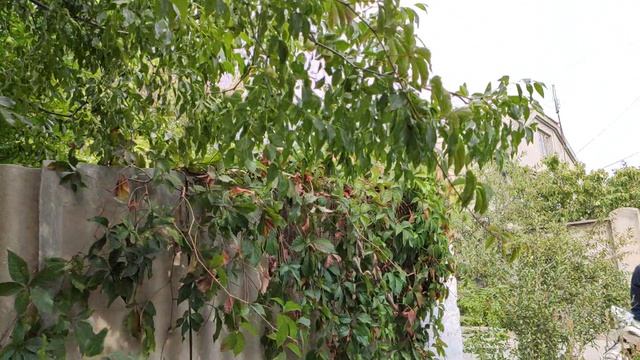 Один из дней города Евпатории | 14 сентября 2021 г | Крым ХАН БАТОН XAH 6ATOH | VID_20210914_145229