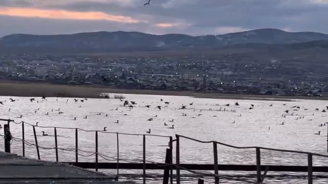 Бакланы на рыбзаводе в Бурятии