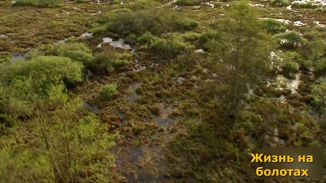 Природа. Жизнь на болотах