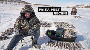 ХАРИУС ПРОТИВ ОПЫТА: РЫБА РВЕТ ЛЕСКИ! С ПОЛЕМ!