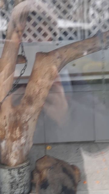 Ростов-на-Дону. Зоопарк. Приматы.