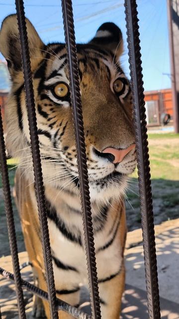 Кого увидела Сима?Ответ смотрите вечером