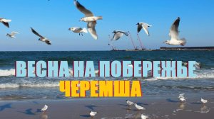 VLOG из КАЛИНИНГРАДА.Чесночная ЧЕРЕМША под  Янтарным.Но погода портится,а надо ещё и в Светлогорск.