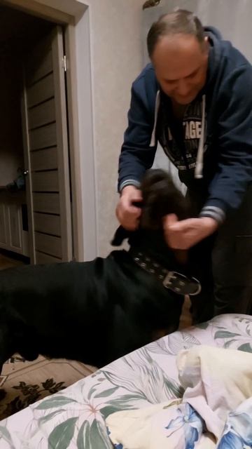 Собачья верность