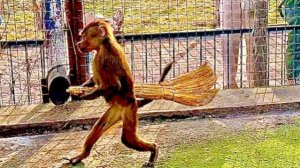 Через ТРИ дня у Люси День рожденья и мы принесем ей вкусные подарочки от подписчиков Бусти!❤️