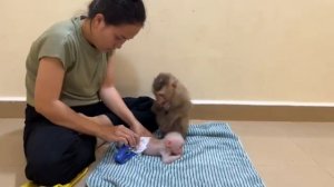 Взаимодействие домашних обезьянок    1000046506.mp4