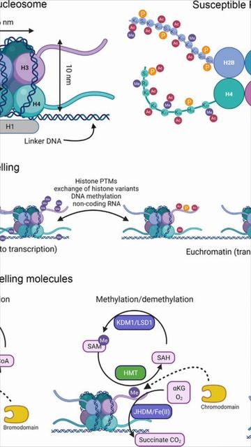 БАЗИС ИММУНИТЕТА, ОНКОЛОГИЯ, ИНФЕКЦИИ, ВИРУСЫ, аУТОИММУННЫЕ