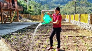 Сбор урожая фруктов на продажу и уход за огородом. Работа на ферме. Жизнь и быт во Вьетнаме