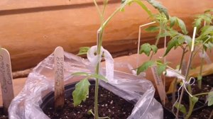 24.04.2026г Рассада