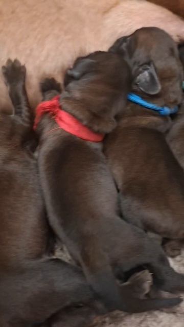 Щенки Баварской горной гончей купить. Заводчик Ваганова Татьяна. Питомник в г.Ярославле