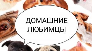 Домашние любимцы . Занятие от 07.04.2026. Педагог Дарченко Татьяна Олеговна