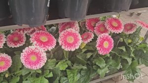 12 Апреля , Вчера были опять за цветами🌷🌷🌷