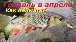 КАК ЛОВИТЬ ГОЛАВЛЯ В АПРЕЛЕ? ПРИМАНКИ И СНАСТИ ДЛЯ ЛОВЛИ ГОЛАВЛЯ! Рыбалка на голавля весной