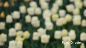 г.Липецк.Тюльпаны в Верхнем парке. Апрель 2025 г.