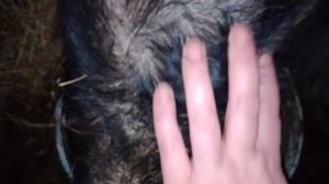 Дождик, вышла покормить животных.