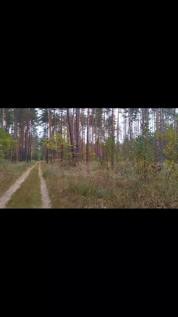 осенний лес