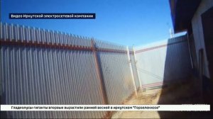 Сотрудники Иркутской электросетевой компании пресекли работу майнинговой фермы на заброшенной АЗС