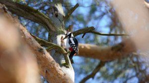 Дятел с шишкой