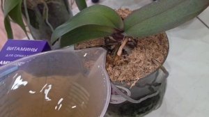 Питание орхидеи представляет собой наиболее значимый аспект ухода за данным растением.