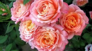 Получила розы флорибунды, которые заказывала осенью 2025 года