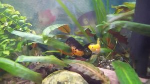 Битва ПАРУСНИКОВ - самцы велифер выясняют отношения в аквариуме расправив огромные спинные плавники