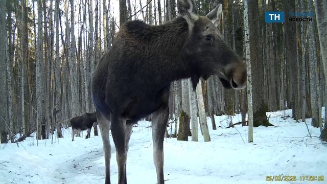 В фотоловушку заповедника, расположенного по соседству с Тульской областью, попали лоси