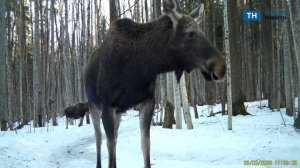 В фотоловушку заповедника, расположенного по соседству с Тульской областью, попали лоси