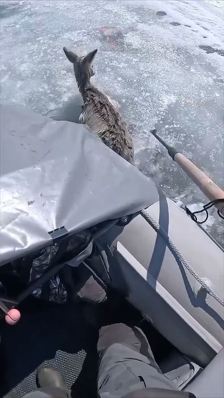 Спасти Нельзя Бросить! 😎🫶😼