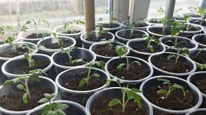 Рассада томатов растёт не по дням,а по часам. Три дня после пикировки,а так подросли.🤗