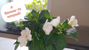 Ванька мокрый из Лемана про, он же бальзамин, он же огонёк. #ванька_мокрый, #бальзамин, #огонек
