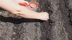 Лайфхак! Как выращивать морковь в удовольствие